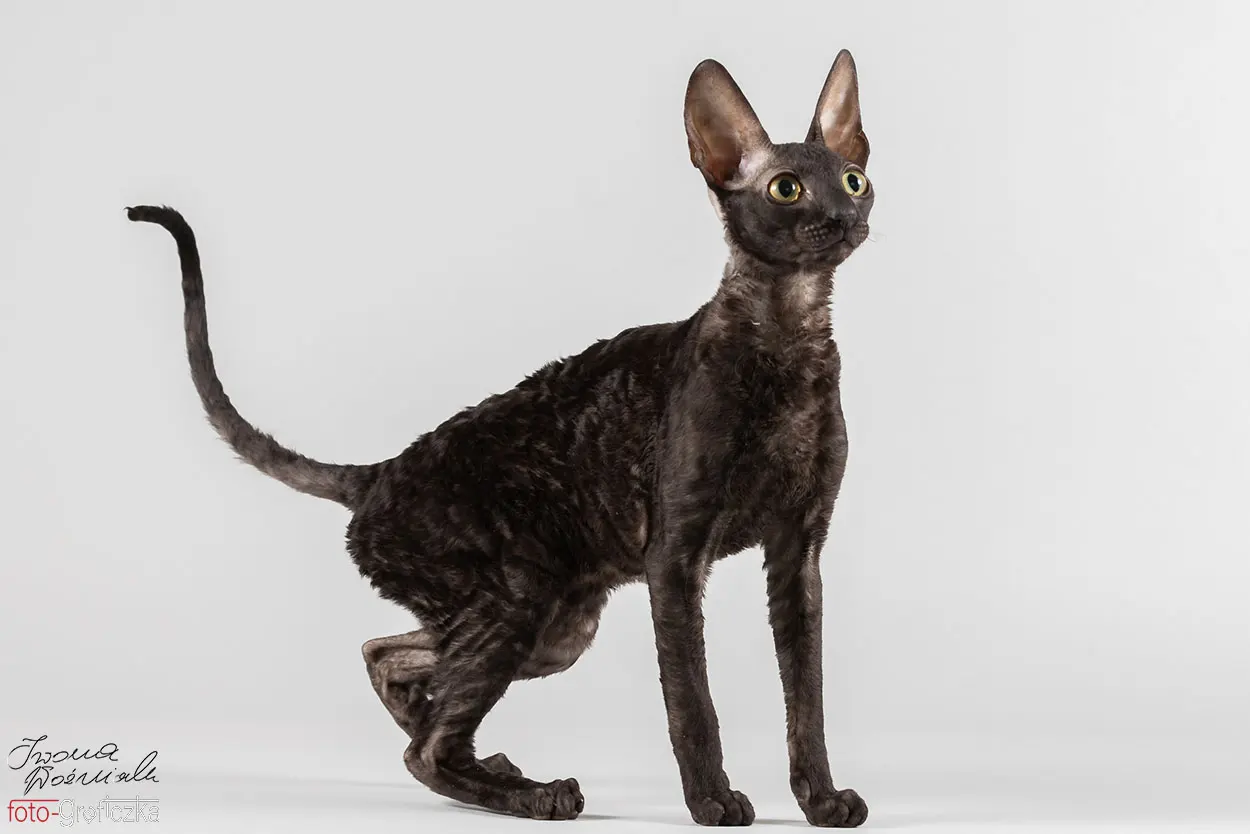 Czarny Cornish Rex 