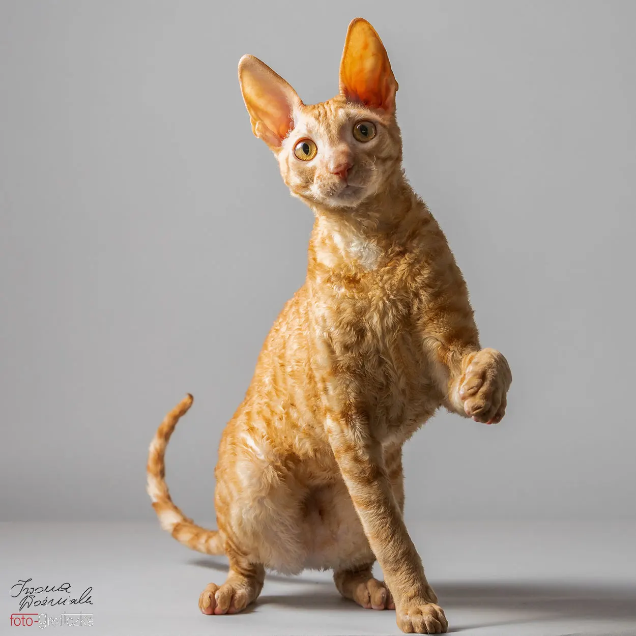 Koty rasy Cornish Rex