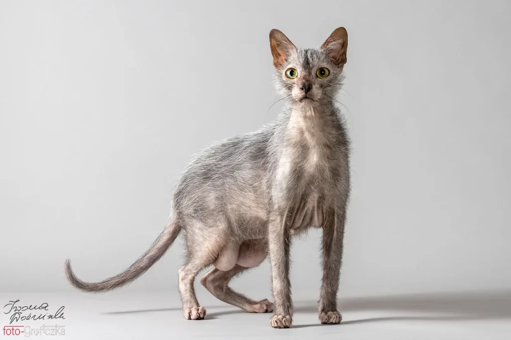 cats_252 lykoi portret rasy