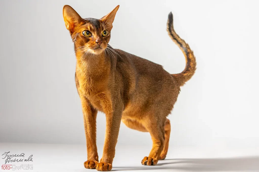 cats_253 Koty abisyńskie