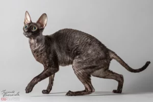 Czarny Cornish Rex 