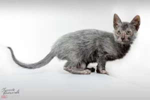 Portret studyjny kota rasy lykoi