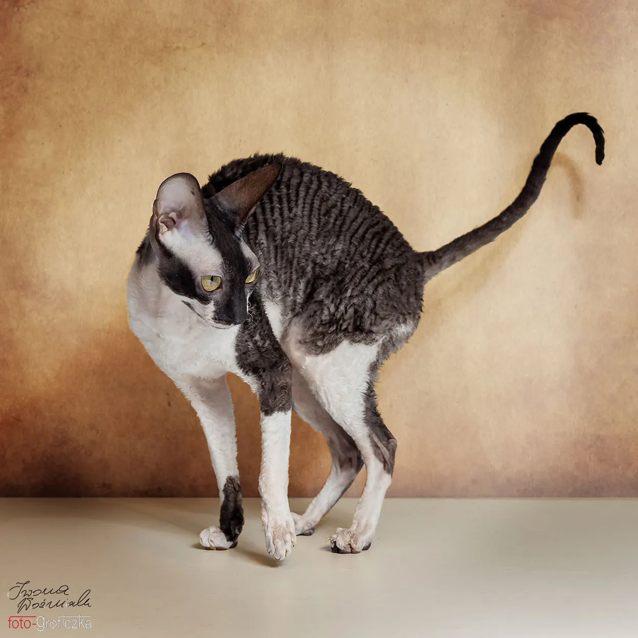 Kot rasy Cornish Rex