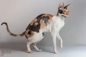 Kot rasy Cornish Rex