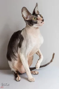 Kot rasy Cornish Rex