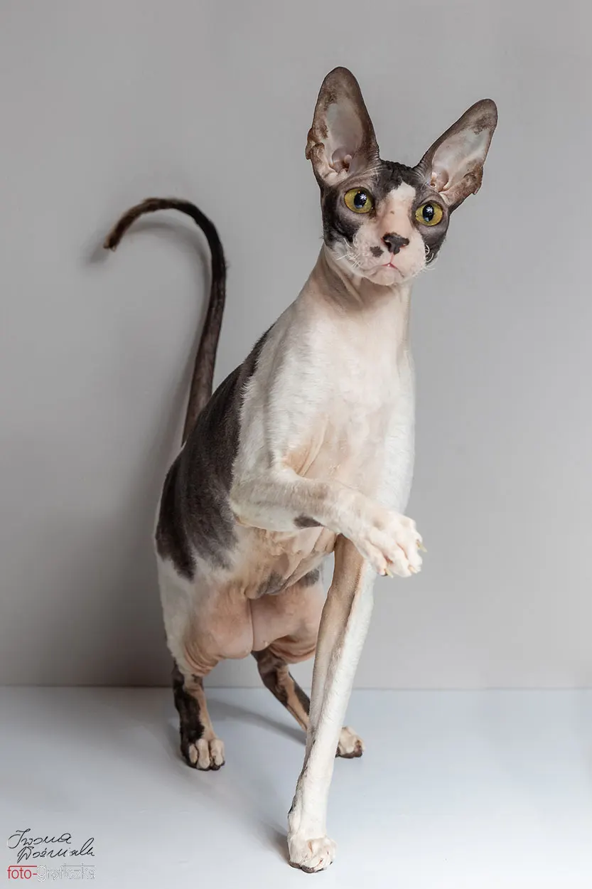 Kot rasy Cornish Rex