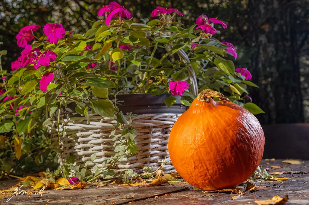 Jesienna dynia