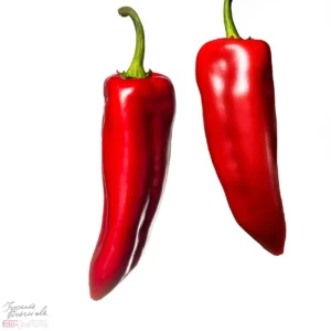 Czerwona, słodka papryka